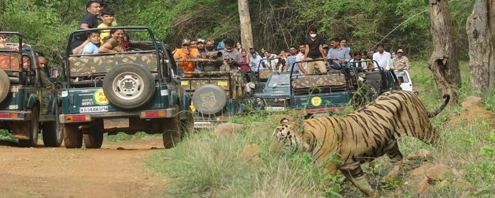 MUDUMALAI TIGER RESERVE